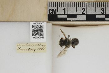Media type: image;   Entomology 790046 Aspect: Labels